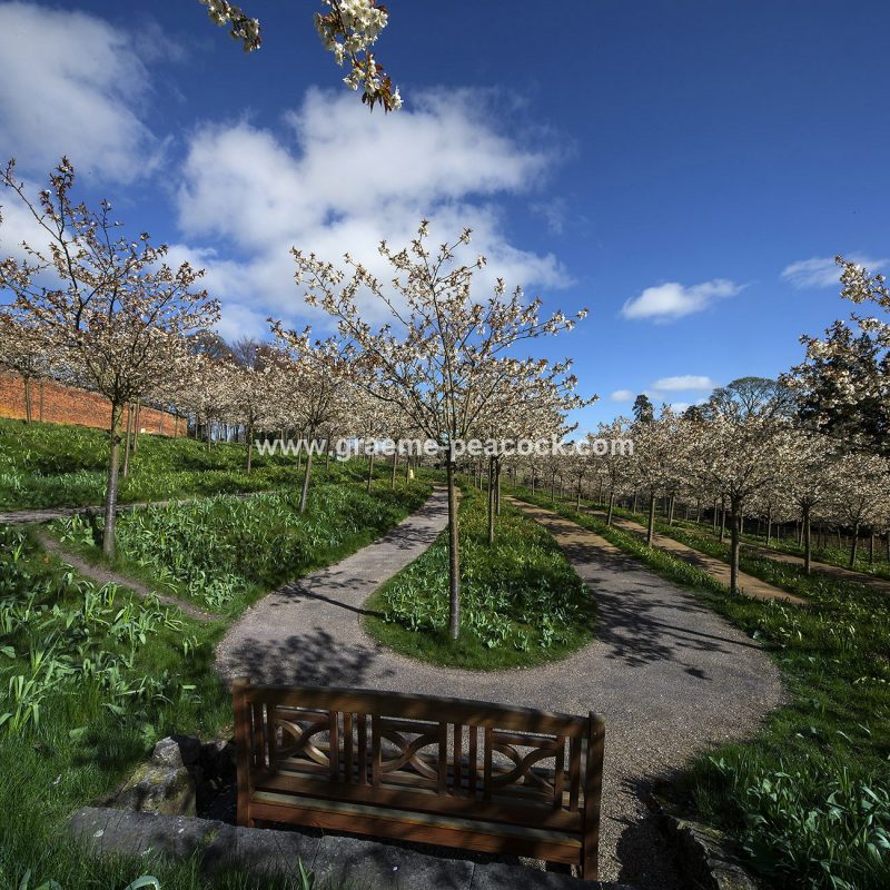 The Cherry Orchard, The Alnwick Garden, Alnwick, Northumberland
