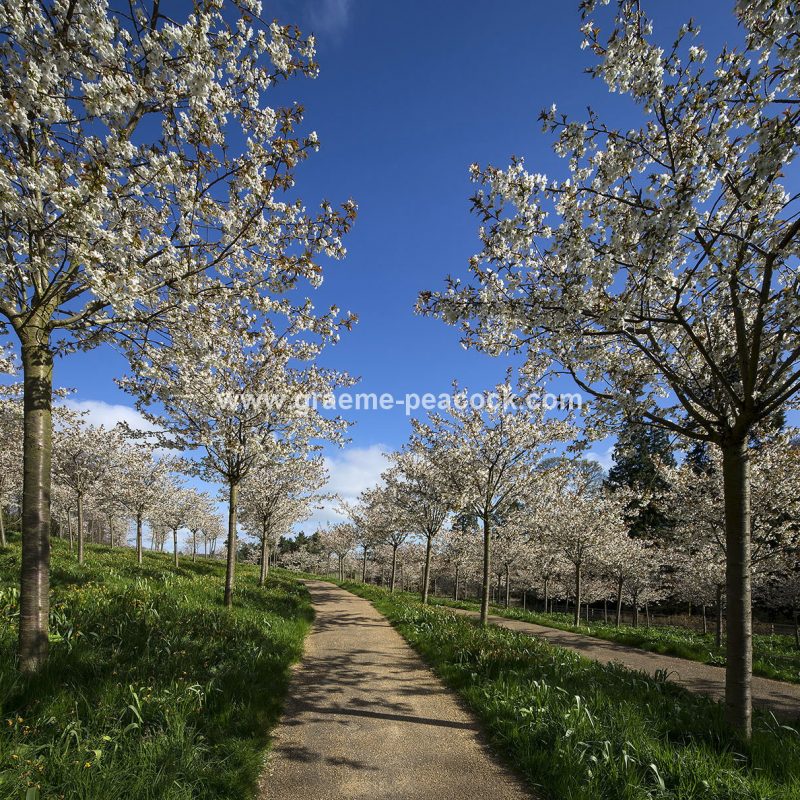 The Cherry Orchard, The Alnwick Garden, Alnwick, Northumberland