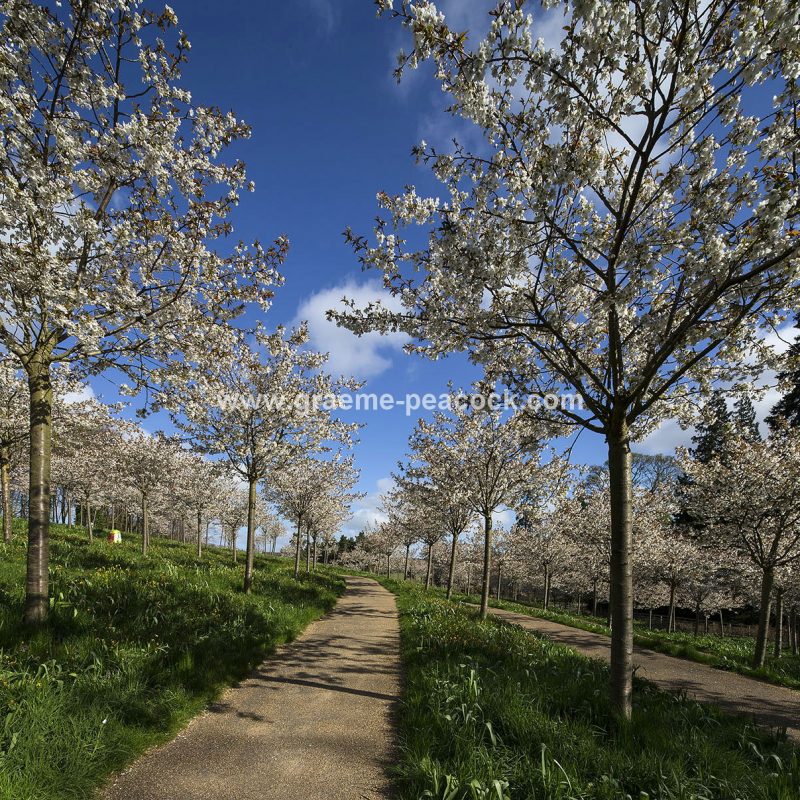 The Cherry Orchard, The Alnwick Garden, Alnwick, Northumberland