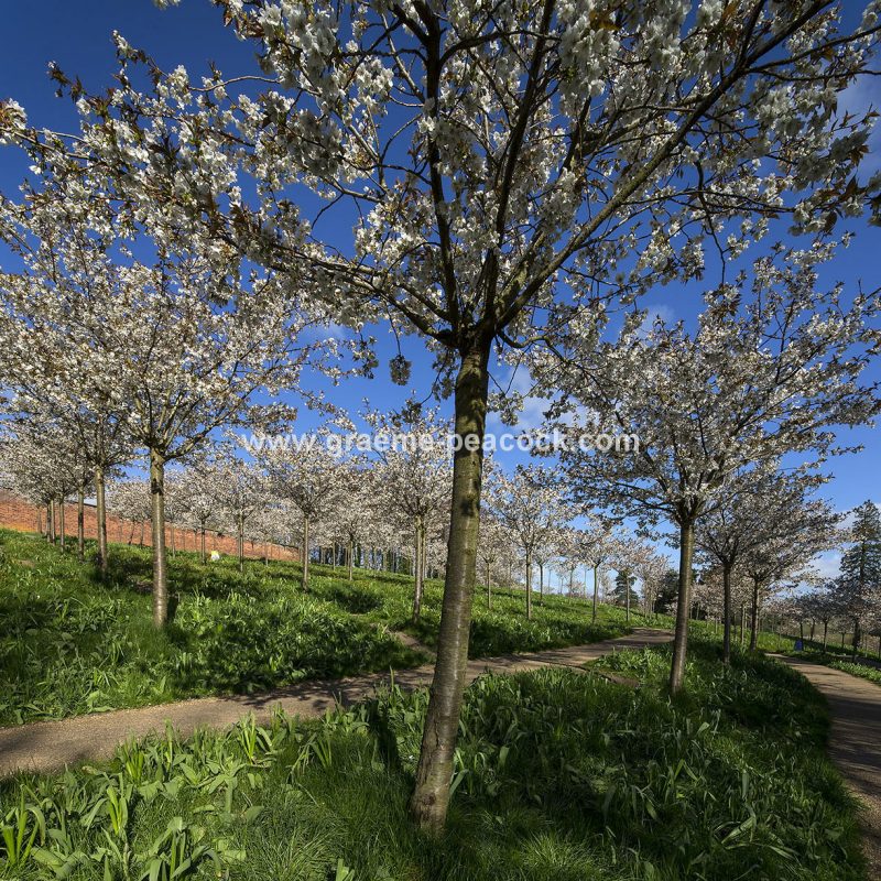 The Cherry Orchard, The Alnwick Garden, Alnwick, Northumberland