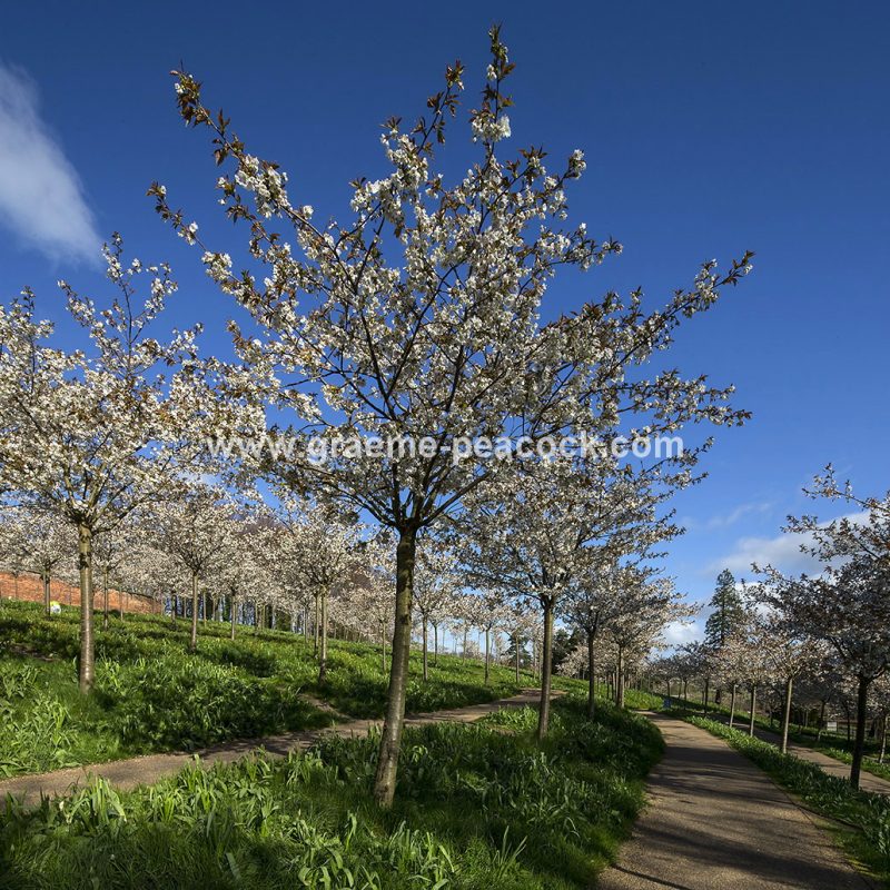 The Cherry Orchard, The Alnwick Garden, Alnwick, Northumberland