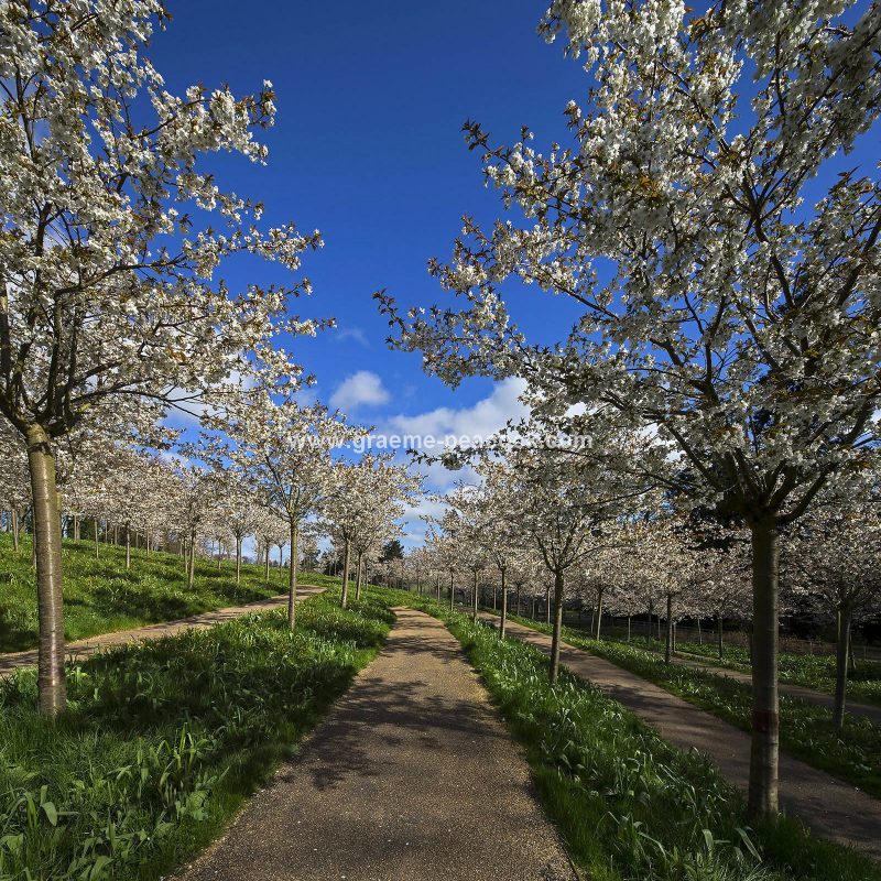 The Cherry Orchard, The Alnwick Garden, Alnwick, Northumberland