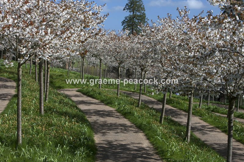The Cherry Orchard, The Alnwick Garden, Alnwick, Northumberland