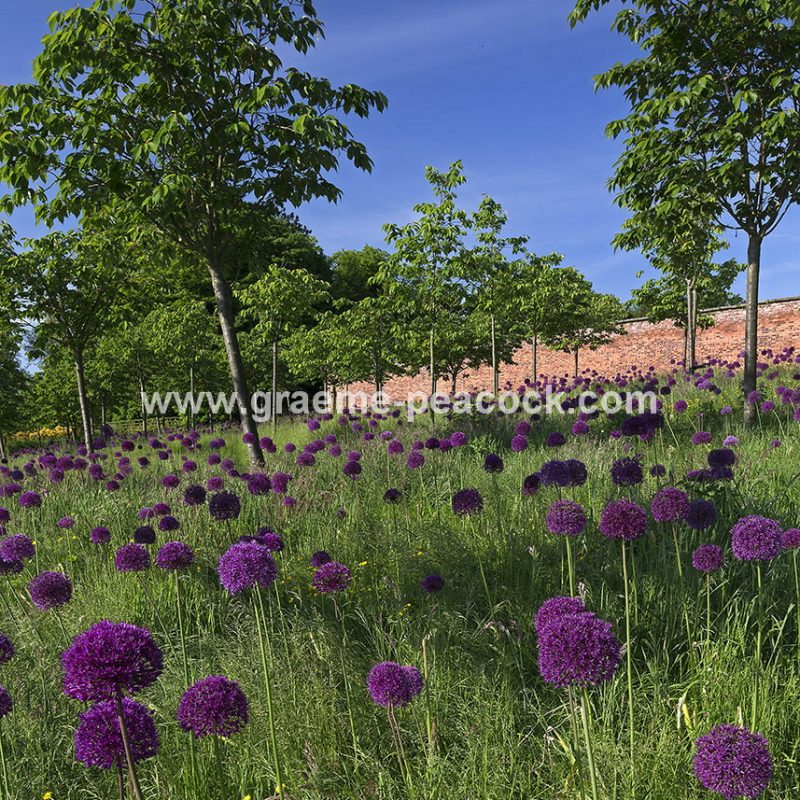 Alliums in the Cherry Orchard, The Alnwick Garden, Alnwick, Northumberland