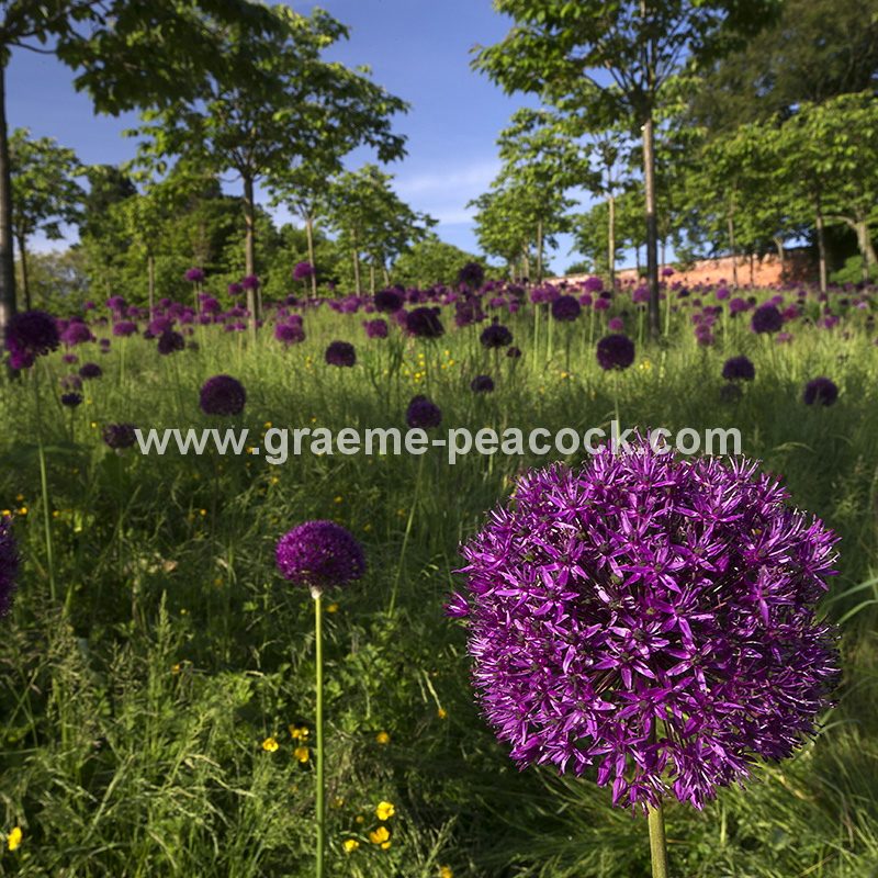Alliums in the Cherry Orchard, The Alnwick Garden, Alnwick, Northumberland
