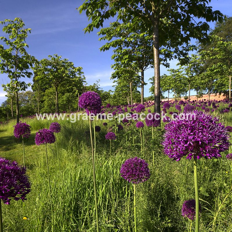 Alliums in the Cherry Orchard, The Alnwick Garden, Alnwick, Northumberland
