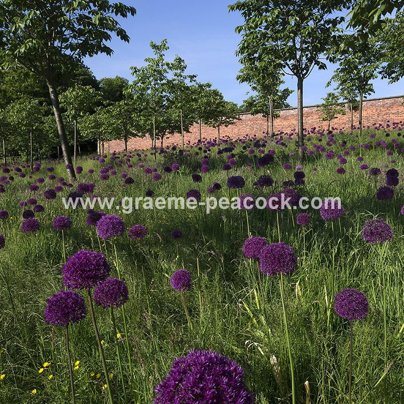 Alliums in the Cherry Orchard, The Alnwick Garden, Alnwick, Northumberland