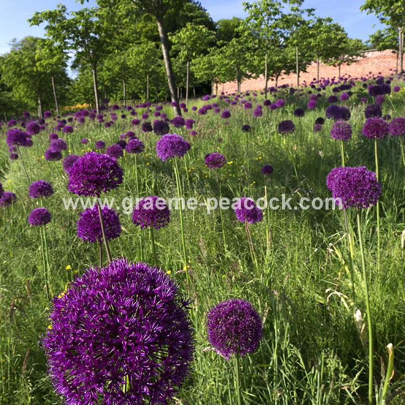 Alliums in the Cherry Orchard, The Alnwick Garden, Alnwick, Northumberland