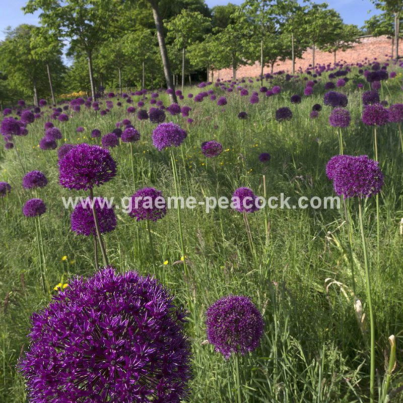 Alliums in the Cherry Orchard, The Alnwick Garden, Alnwick, Northumberland