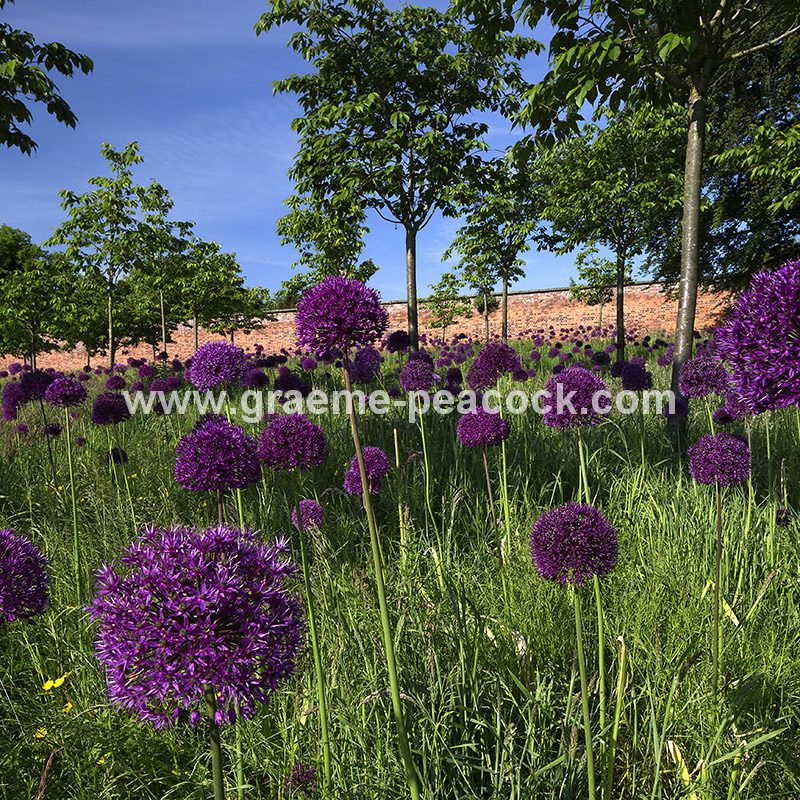 Alliums in the Cherry Orchard, The Alnwick Garden, Alnwick, Northumberland