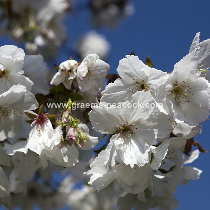 The Cherry Orchard, The Alnwick Garden, Alnwick, Northumberland