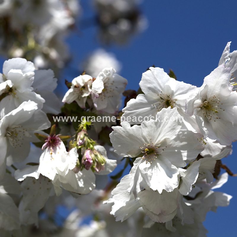 The Cherry Orchard, The Alnwick Garden, Alnwick, Northumberland