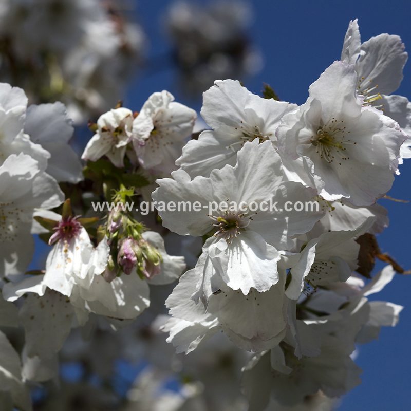 The Cherry Orchard, The Alnwick Garden, Alnwick, Northumberland