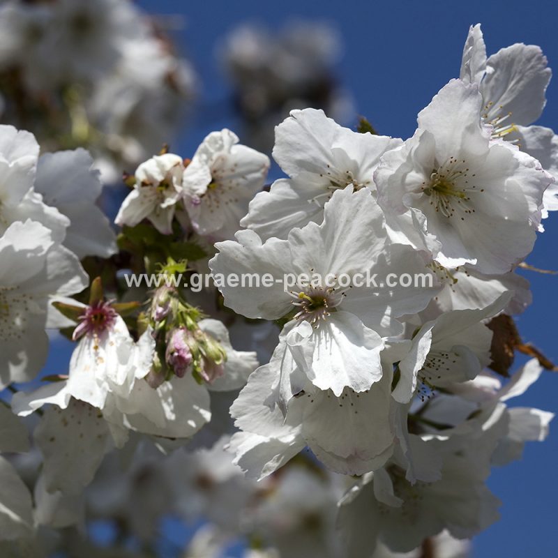 The Cherry Orchard, The Alnwick Garden, Alnwick, Northumberland