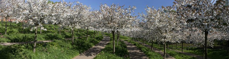 The Cherry Orchard, The Alnwick Garden, Alnwick, Northumberland