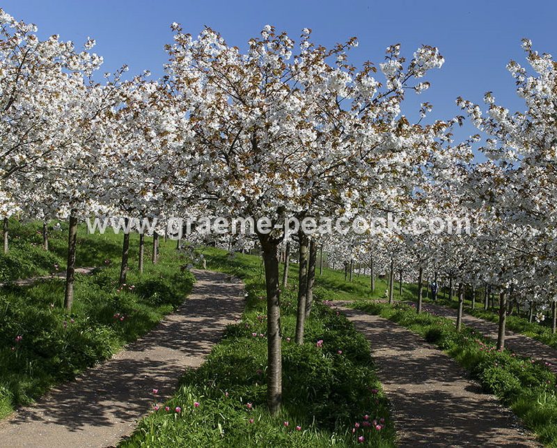 The Cherry Orchard, The Alnwick Garden, Alnwick, Northumberland