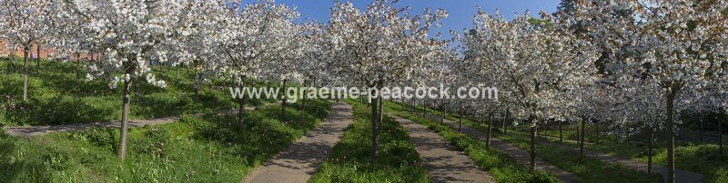 The Cherry Orchard, The Alnwick Garden, Alnwick, Northumberland