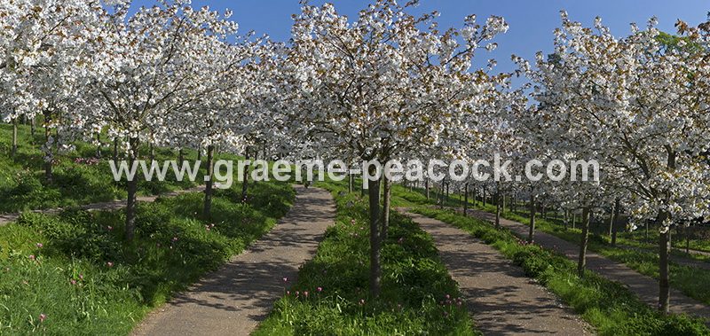 The Cherry Orchard, The Alnwick Garden, Alnwick, Northumberland