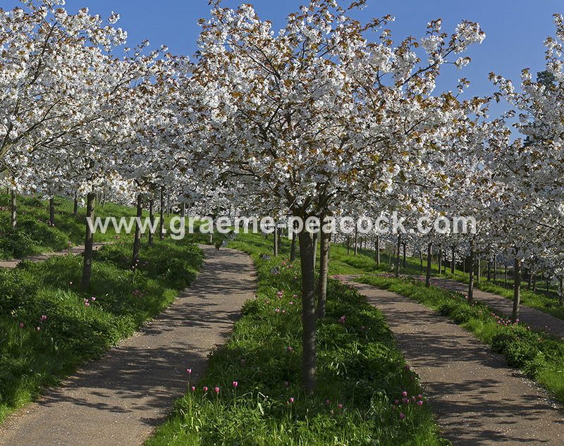 The Cherry Orchard, The Alnwick Garden, Alnwick, Northumberland