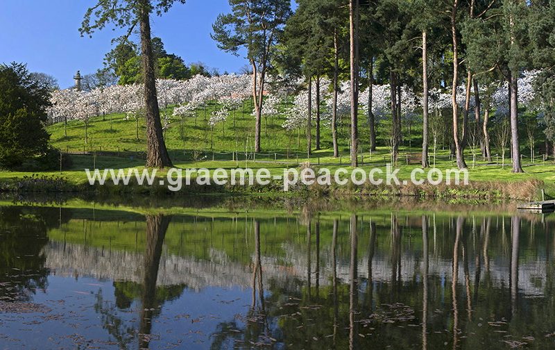The Cherry Orchard, The Alnwick Garden, Alnwick, Northumberland
