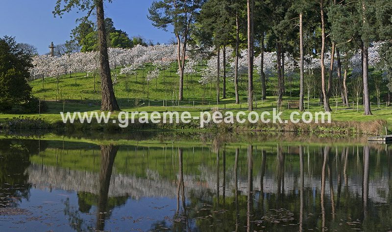 The Cherry Orchard, The Alnwick Garden, Alnwick, Northumberland