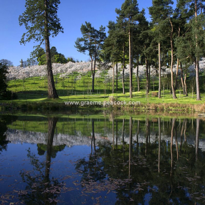 The Cherry Orchard, The Alnwick Garden, Alnwick, Northumberland
