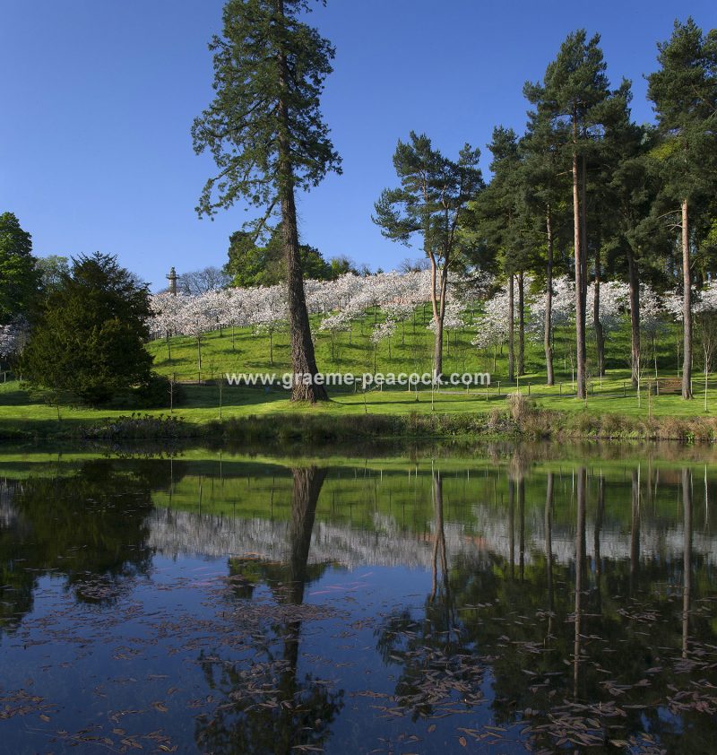The Cherry Orchard, The Alnwick Garden, Alnwick, Northumberland