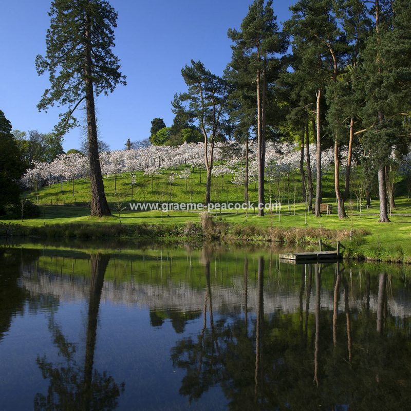 The Cherry Orchard, The Alnwick Garden, Alnwick, Northumberland