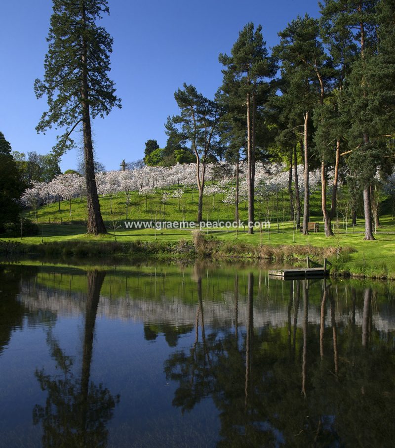 The Cherry Orchard, The Alnwick Garden, Alnwick, Northumberland