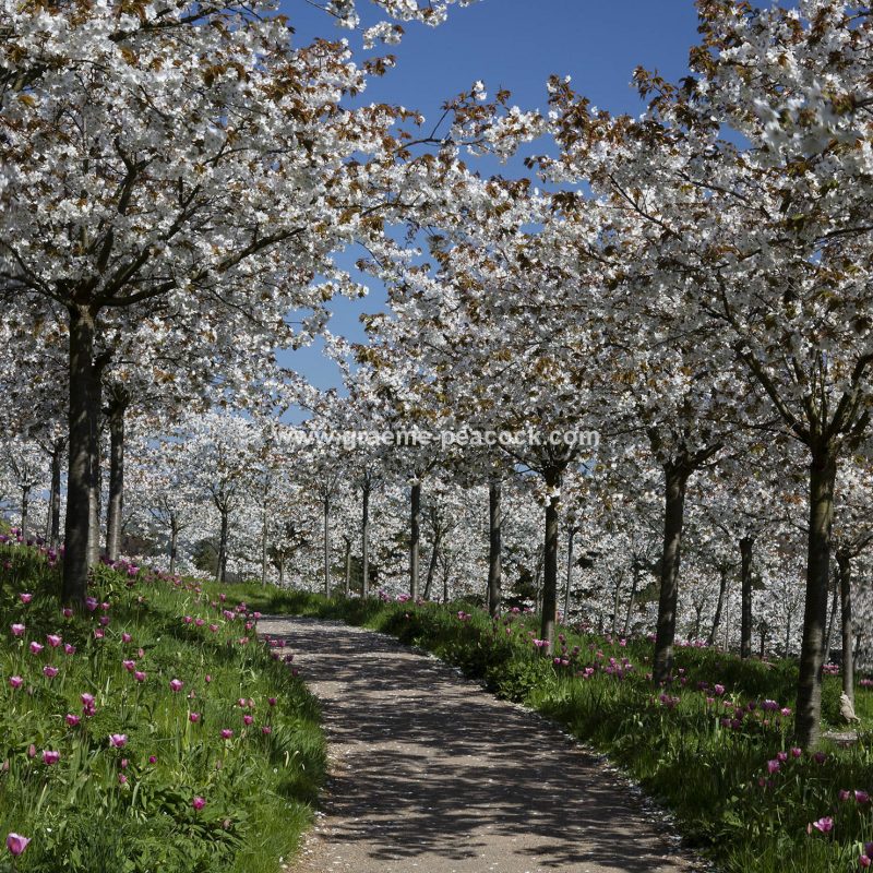 The Cherry Orchard, The Alnwick Garden, Alnwick, Northumberland