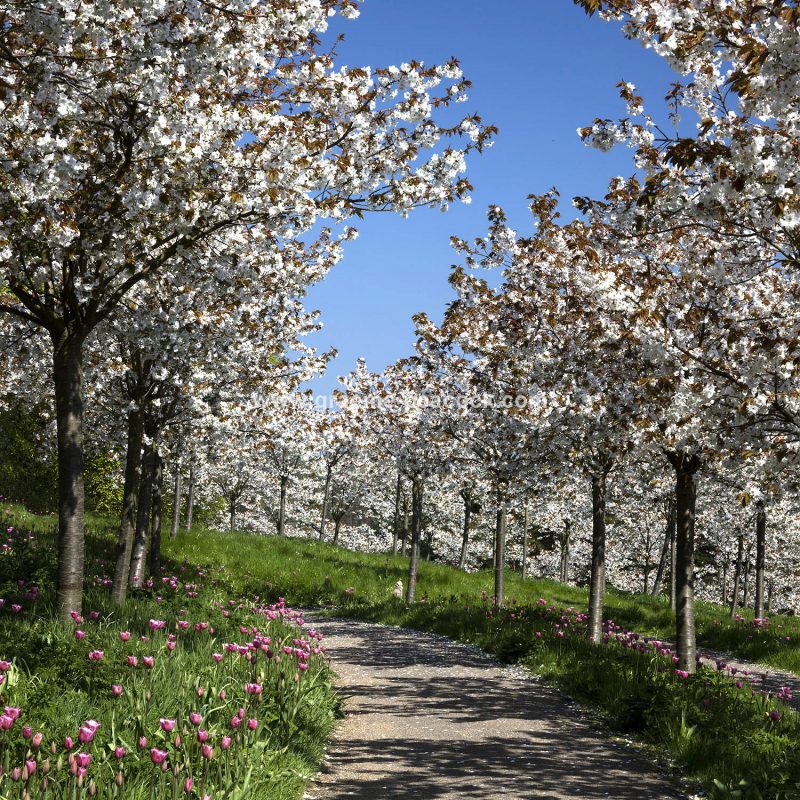 The Cherry Orchard, The Alnwick Garden, Alnwick, Northumberland