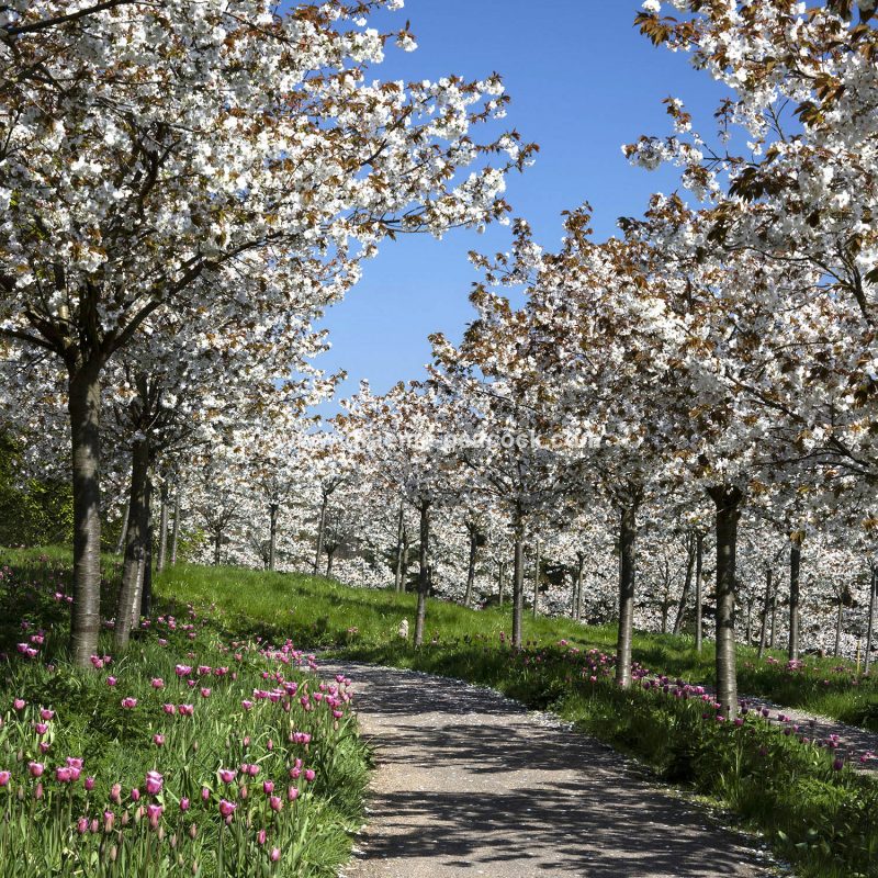 The Cherry Orchard, The Alnwick Garden, Alnwick, Northumberland