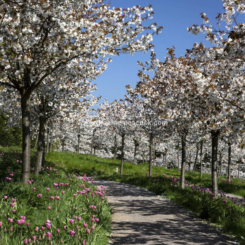 The Cherry Orchard, The Alnwick Garden, Alnwick, Northumberland