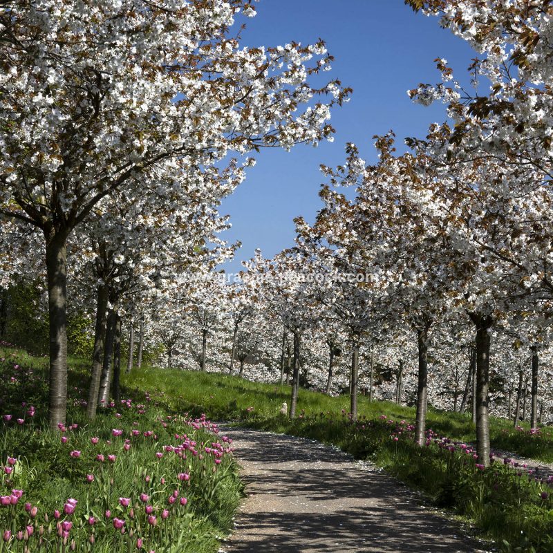 The Cherry Orchard, The Alnwick Garden, Alnwick, Northumberland