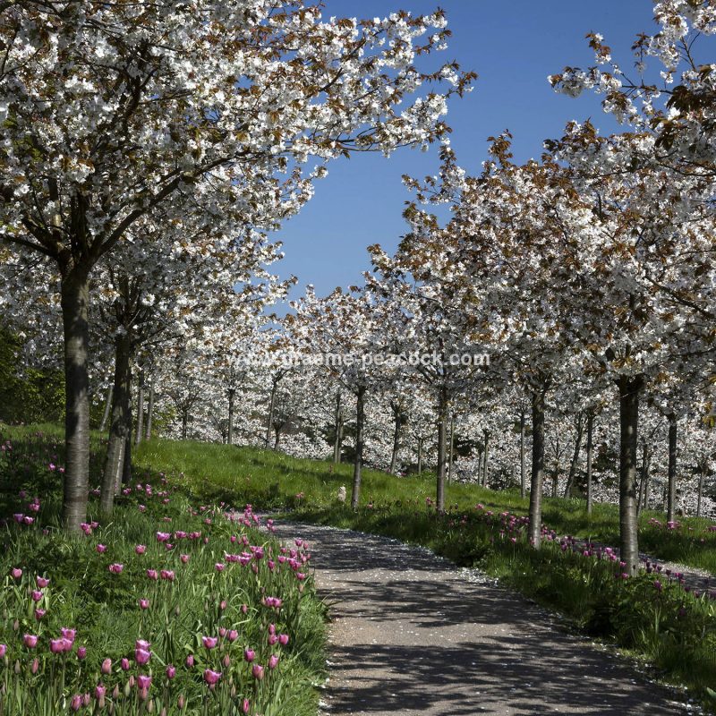 The Cherry Orchard, The Alnwick Garden, Alnwick, Northumberland