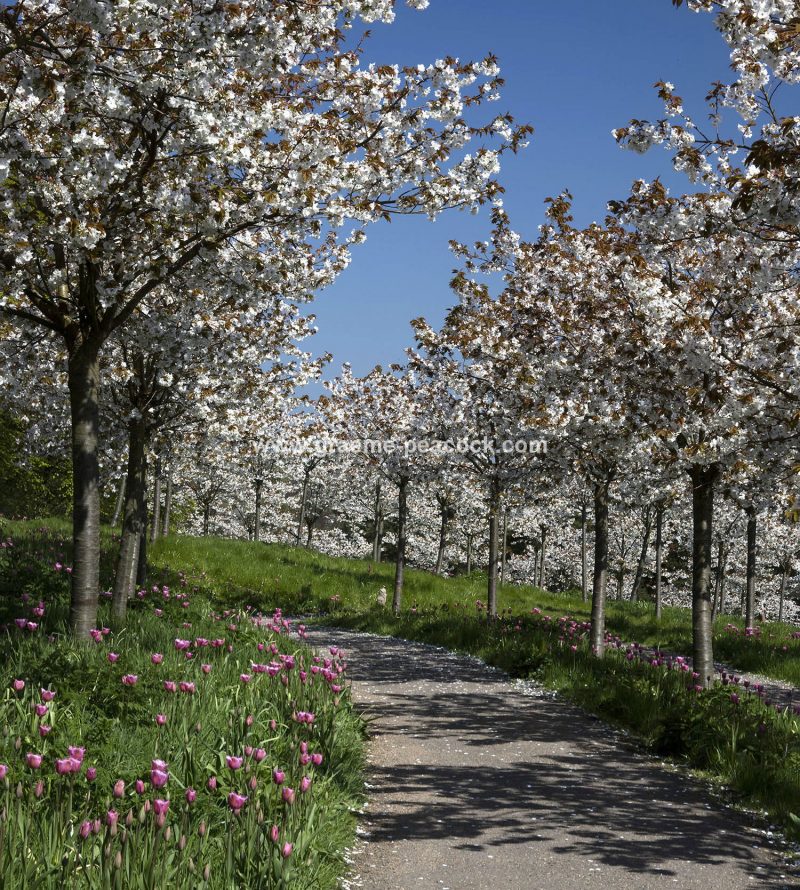 The Cherry Orchard, The Alnwick Garden, Alnwick, Northumberland