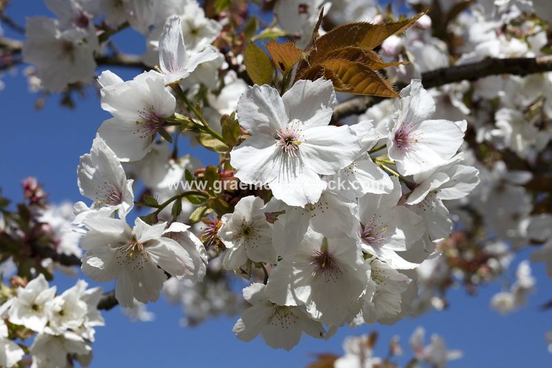 The Cherry Orchard, The Alnwick Garden, Alnwick, Northumberland