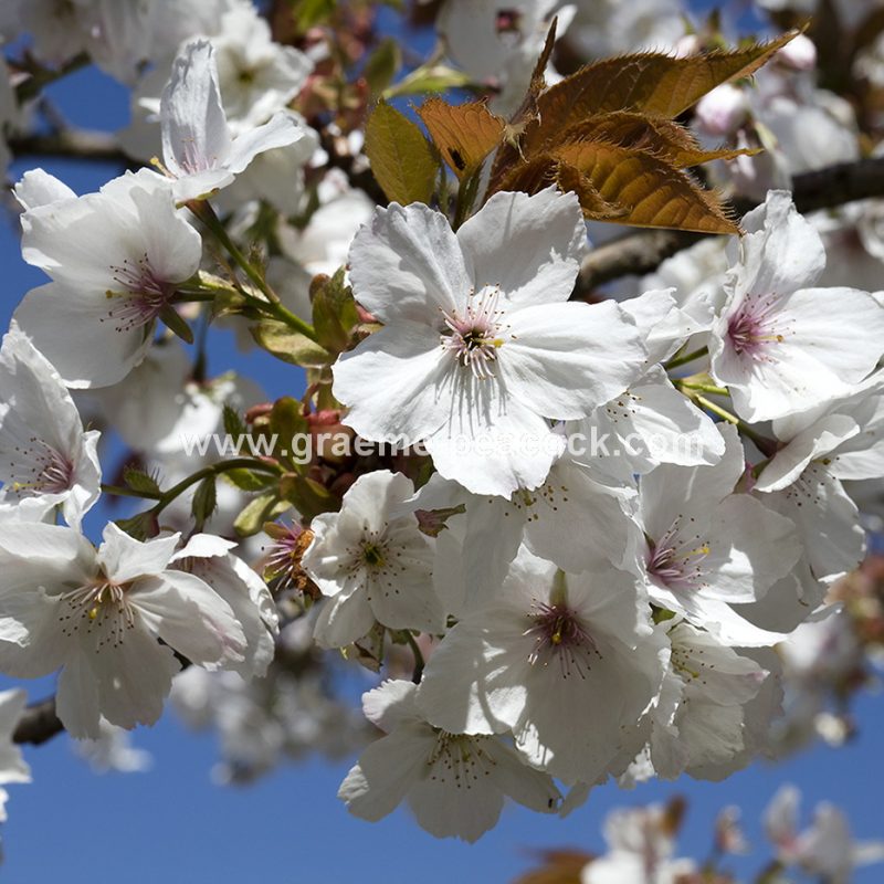 The Cherry Orchard, The Alnwick Garden, Alnwick, Northumberland