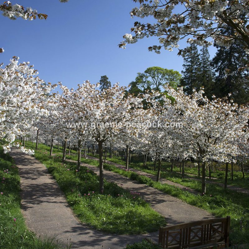 The Cherry Orchard, The Alnwick Garden, Alnwick, Northumberland