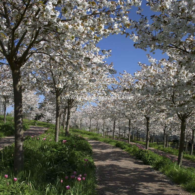 The Cherry Orchard, The Alnwick Garden, Alnwick, Northumberland