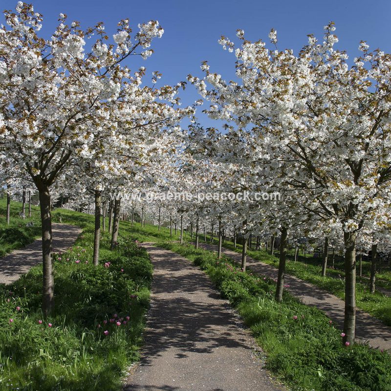 The Cherry Orchard, The Alnwick Garden, Alnwick, Northumberland