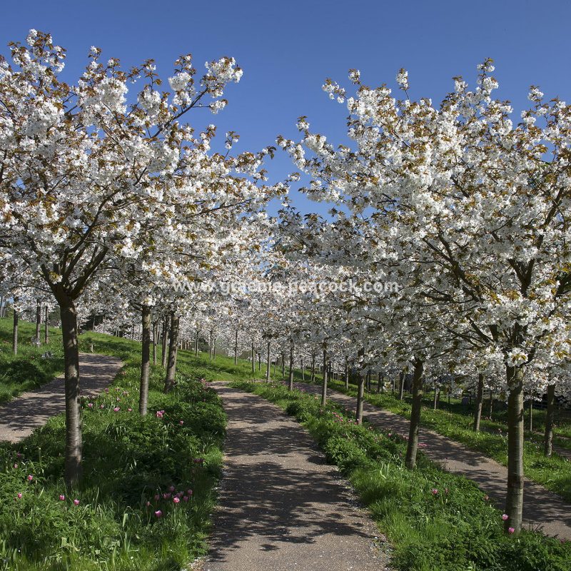 The Cherry Orchard, The Alnwick Garden, Alnwick, Northumberland