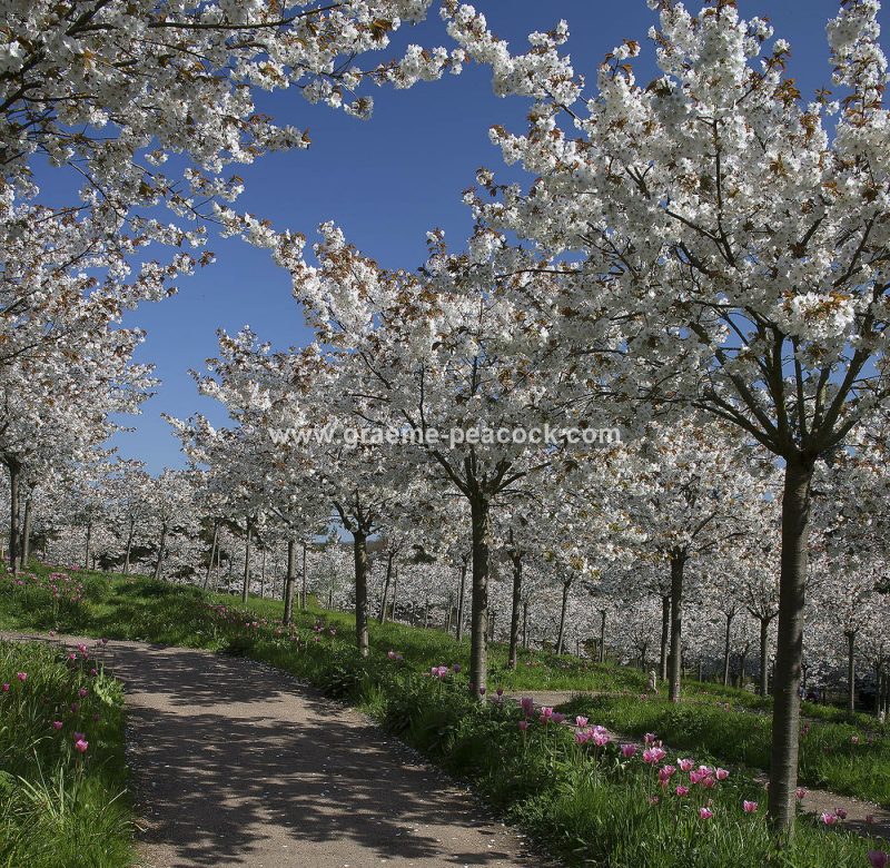 The Cherry Orchard, The Alnwick Garden, Alnwick, Northumberland