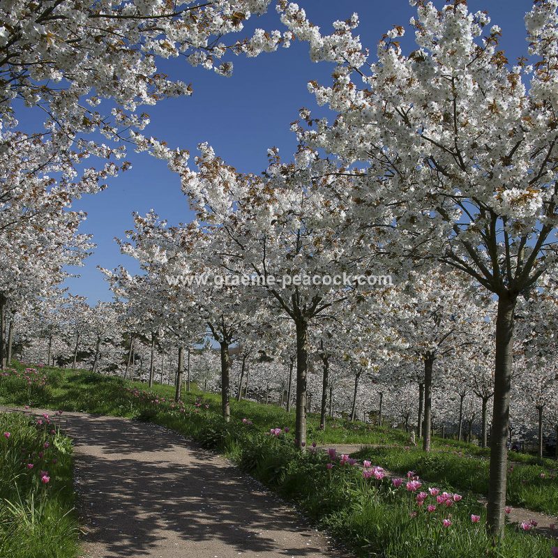 The Cherry Orchard, The Alnwick Garden, Alnwick, Northumberland