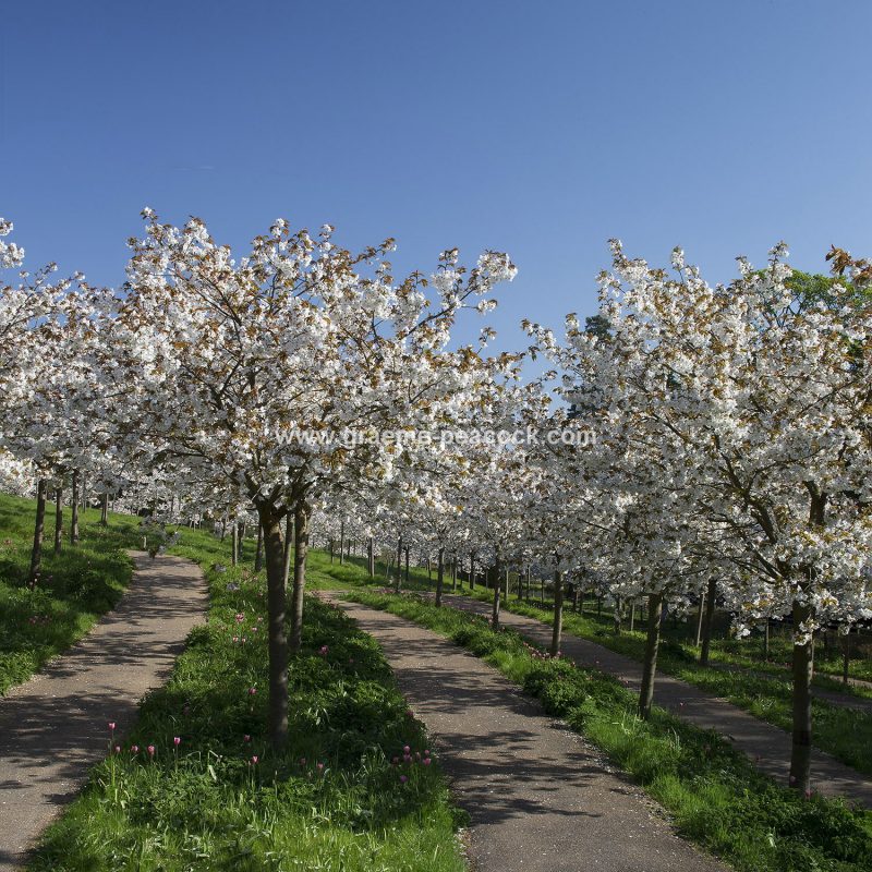 The Cherry Orchard, The Alnwick Garden, Alnwick, Northumberland