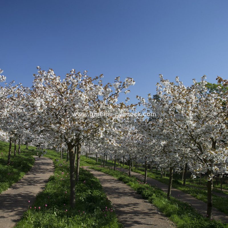 The Cherry Orchard, The Alnwick Garden, Alnwick, Northumberland