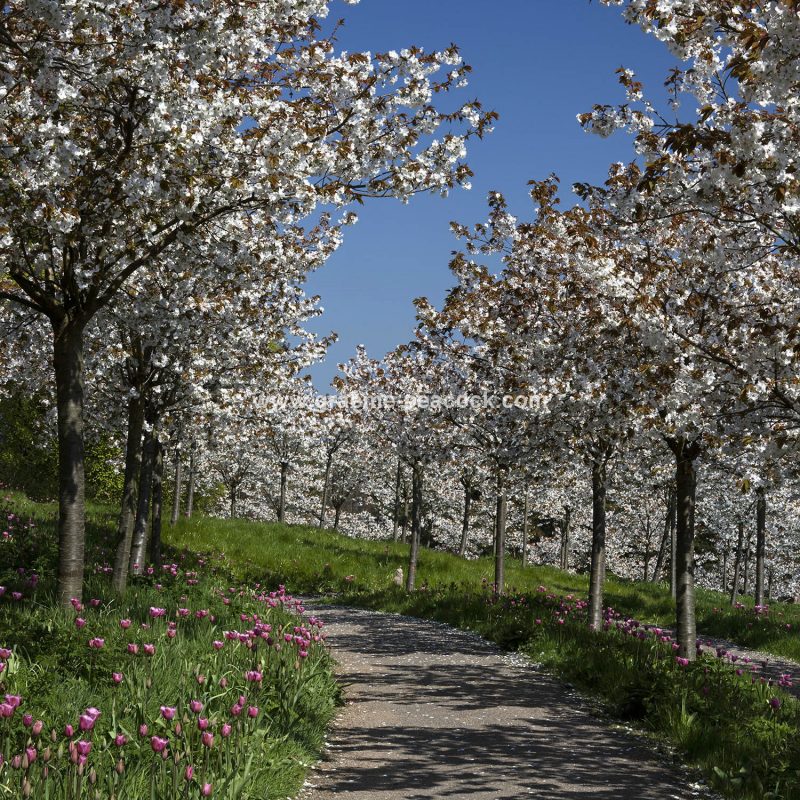 The Cherry Orchard, The Alnwick Garden, Alnwick, Northumberland