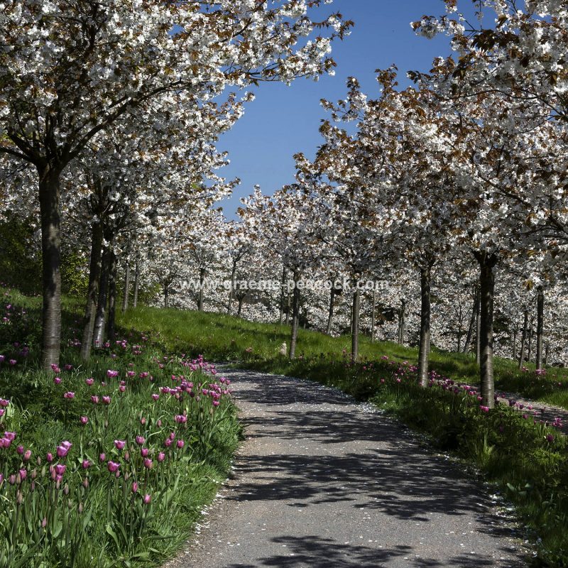 The Cherry Orchard, The Alnwick Garden, Alnwick, Northumberland