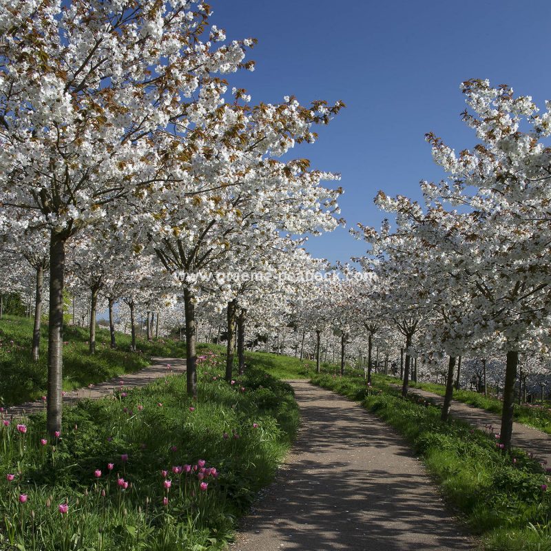 The Cherry Orchard, The Alnwick Garden, Alnwick, Northumberland