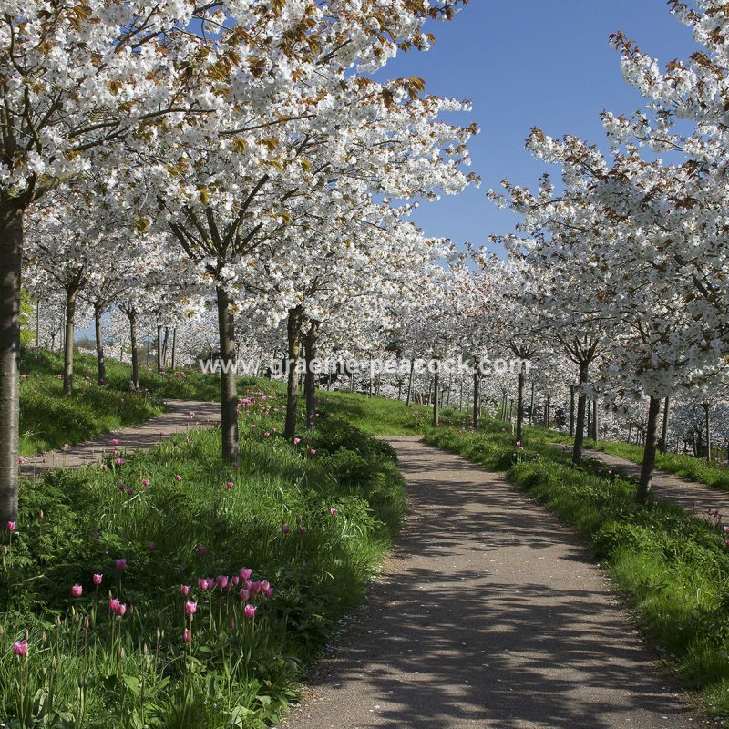 The Cherry Orchard, The Alnwick Garden, Alnwick, Northumberland